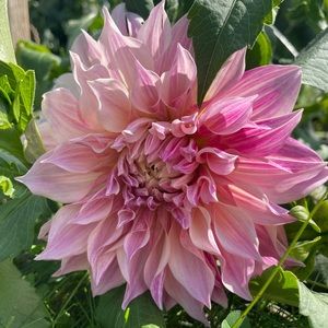 Meet your Posher, Jasmine